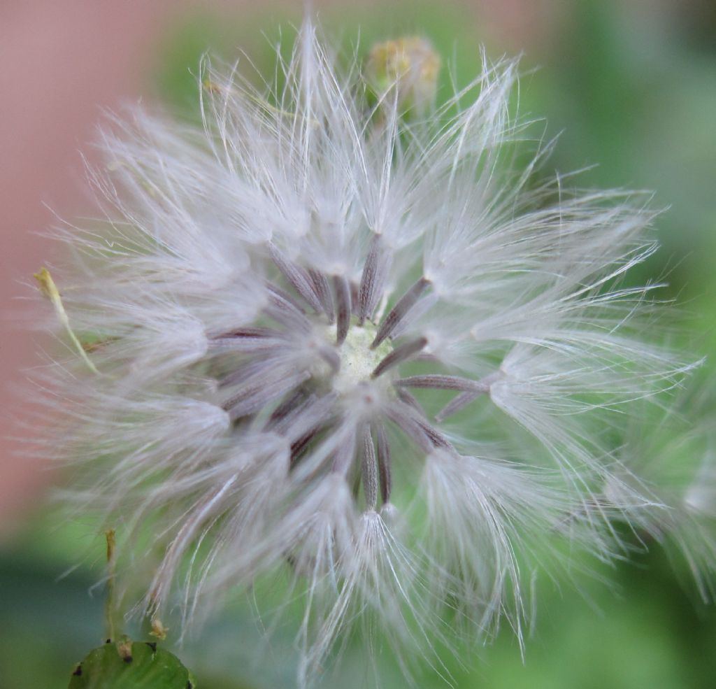 Sonchus oleraceus / Grespino comune